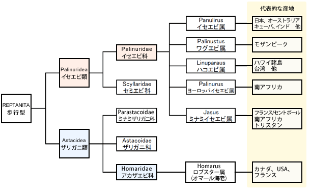 ロブスターの分類 画像